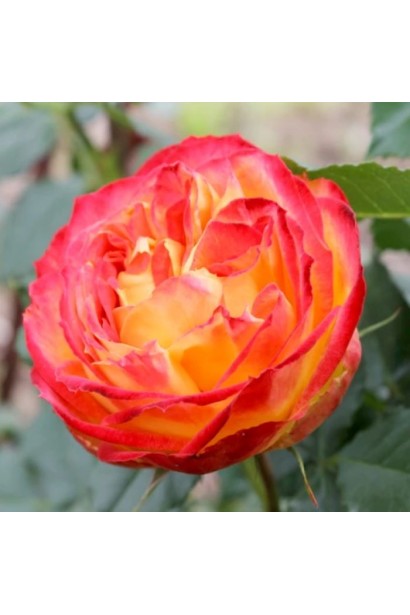 Махрові помаранчево-червоні квіти троянди Констанс